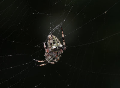 DSC03708 Pretty intimidating looking spider at mid-day