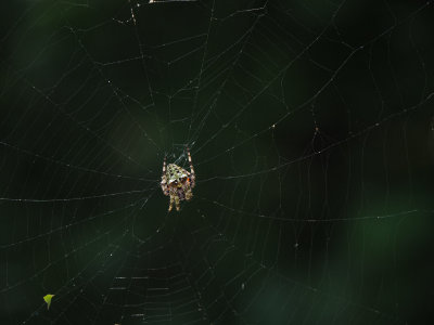 P8080156 Same spider and web with Panasonic 100-400