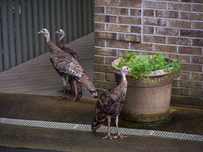 P8080249 three poults by garage pot.jpg