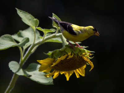 Goldfinches Discover the Sunflowers
