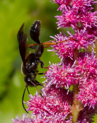 Mud dauber with orange legs