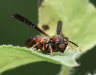 DSC03860 paper wasp