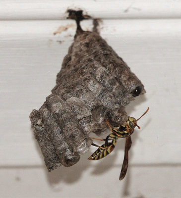Paper Wasp Tending Larvae