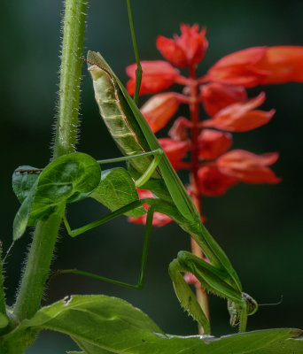 DSC03990  Mantis