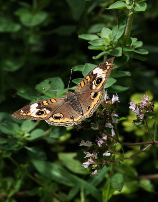 DSC04082 Common Buckeye Butterfly