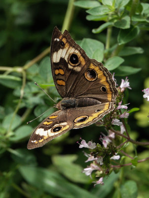 DSC04081_common_buckeye.jpg