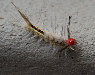 P8300030 Cool looking tussock moth caterpillar