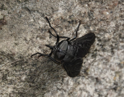 DSC05012 Ominous Horse Fly