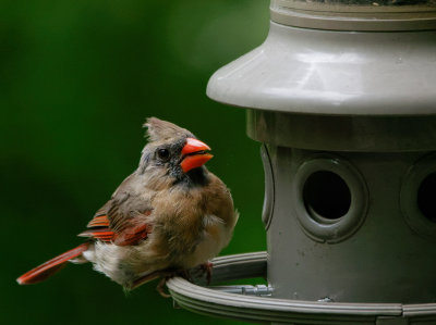 DSC05556 DxO Molting Cardinal