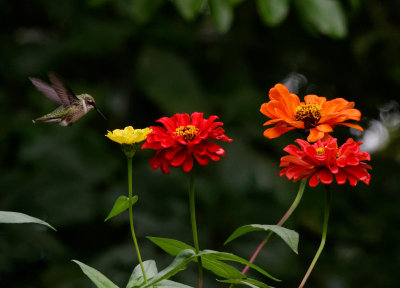 DSC05726 Hummingbird looking for nectar