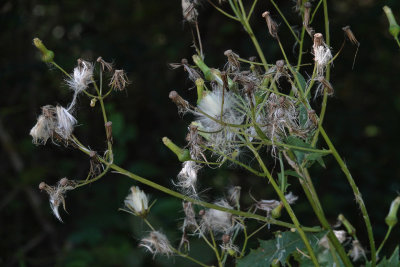 DSC05815 Feathery Seed Pods