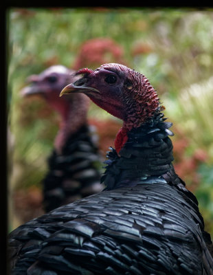 DSC06384 Turkeys on the porch