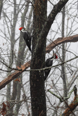 Female and Male Pileated Woodpeckers