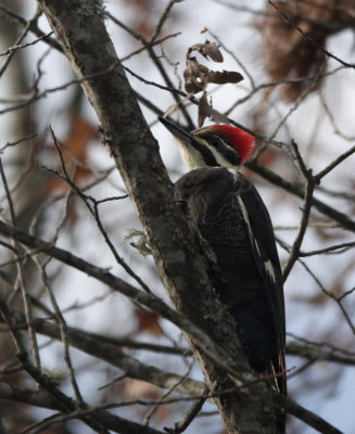DSC07631 Female Pileated Woodpecker
