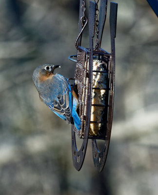 DSC01971 Male Bluebird