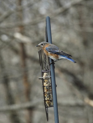 DSC02117 bluebird on pole.jpg