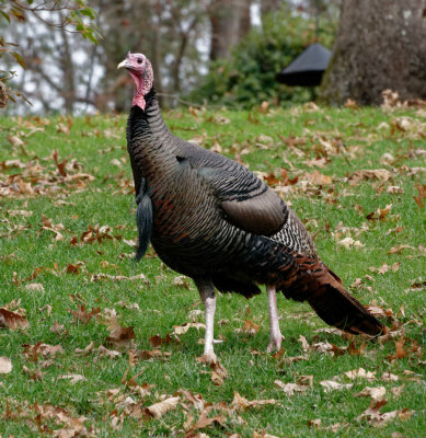 DSC07885 DxO regal