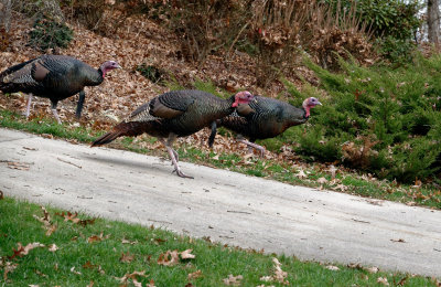 DSC07898 DxO in a hurry