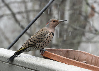 DSC07966 Female Northern Flicker