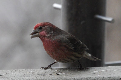 DSC07970 Male Purple Finch