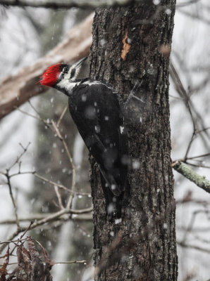 DSC07992 Pileated Woodpecker