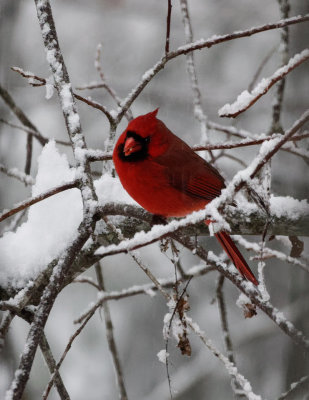 DSC08027 Snow + Cardinal = Pretty