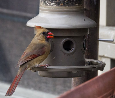 PZ070133 Female Cardinal