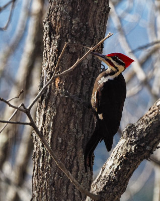PZ080192 pileated in wood