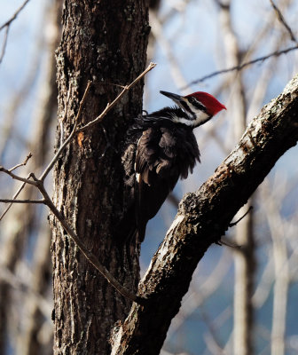 PZ080201 pileated woodpecker