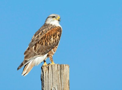 Ferruginous Hawk, Light Adult