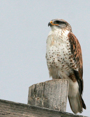 Ferruginous Hawk, Light Adult