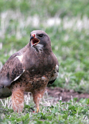 Ferruginous Hawk, Intermediate Adult