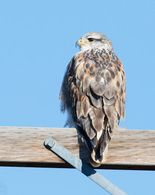Ferruginous Hawk, Light  Juvenile