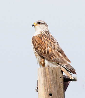 Ferruginous Hawk, Light Adult