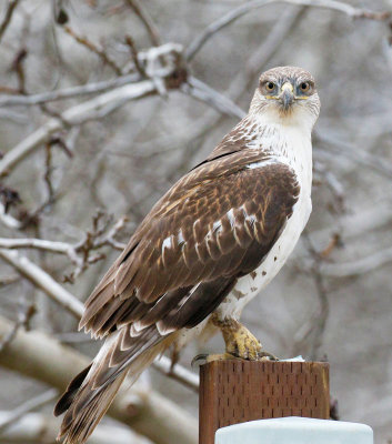 Ferruginous Hawk, Light  Juvenile