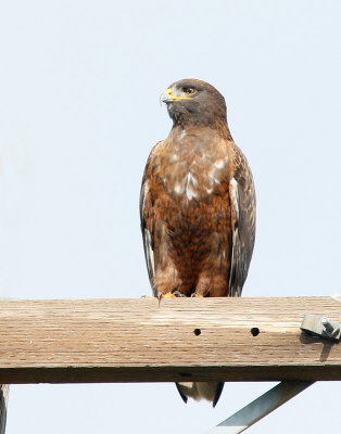 Ferruginous Hawk, Intermediate Adult