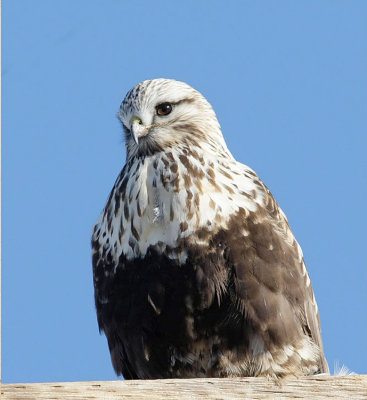 Rough-legged Hawk, Light adult Female