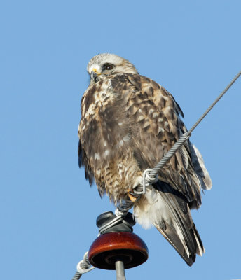 Rough-legged Hawk, Juvenile