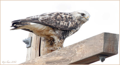 Rough-legged Hawk, Light Juvenile 
