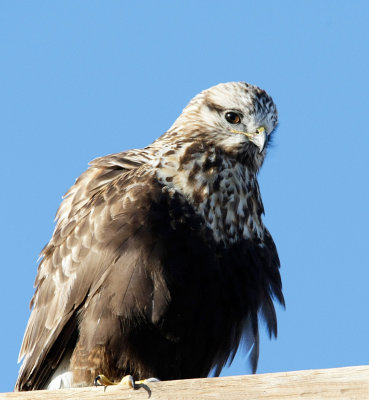 Rough-legged Hawk, Adult Female