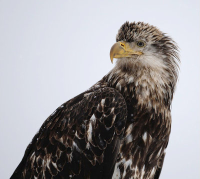 Bald Eagle, Juvenile 
