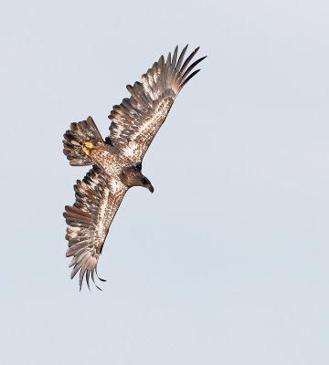 Bald Eagle, Juvenile