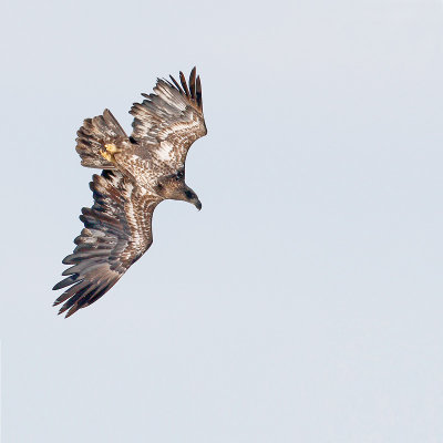 Bald Eagle, Juvenile