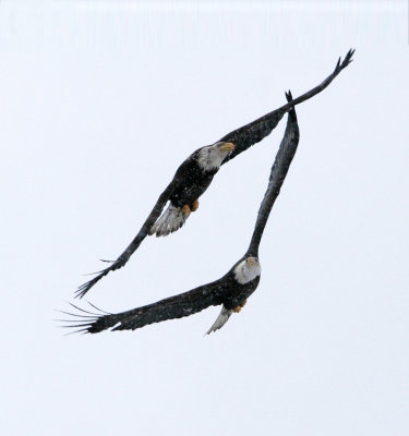 Bald Eagles 