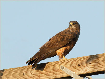 Swainson's Hawk, Adult,  Light-intermediate
