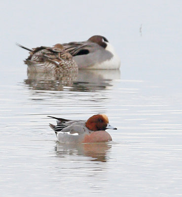 Eurasian Widgeon Male