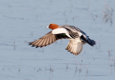 Eurasian Wigeon Male in Flight