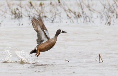 Blue-winged Teal Male Take-off