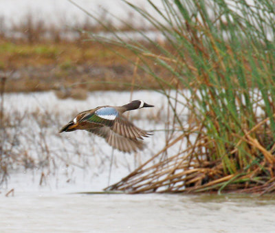 Blue-winged Teal Male Take-off