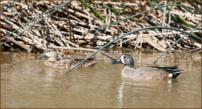 Blue-winged Teal Pair
